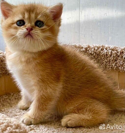 Самые нежные и ласковые чистокровные бриташки