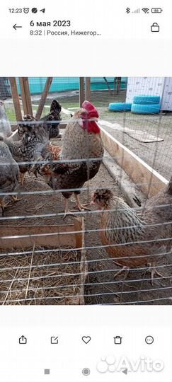 Инкубационное яйцо породной птицы