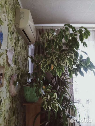 Фикус бенджамина пестролистный