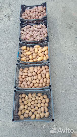 Семенной картофель