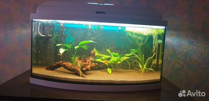 Аквариум