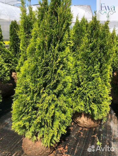 Туя, сосна, ель, можжевельник