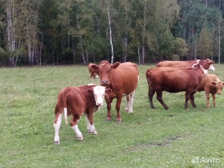 Коровы, Телки 2022г.-23г
