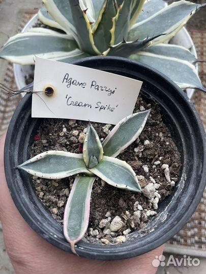 Агава миниатюрная