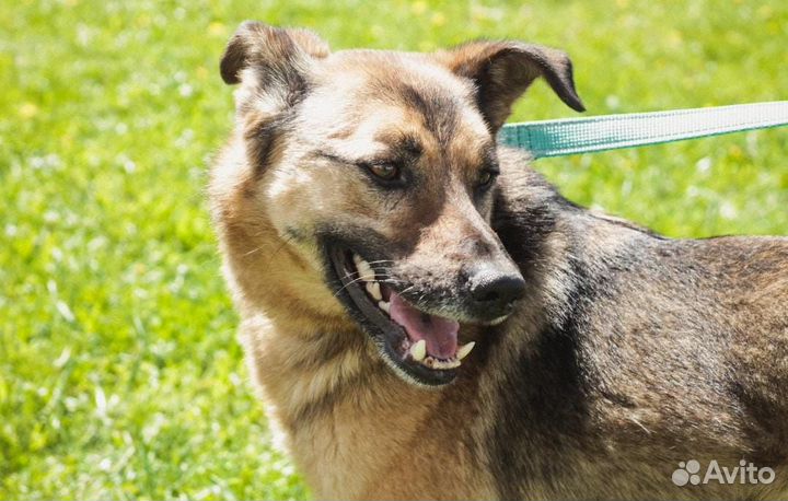 Мир через решетку.Собака в дар в добрые руки