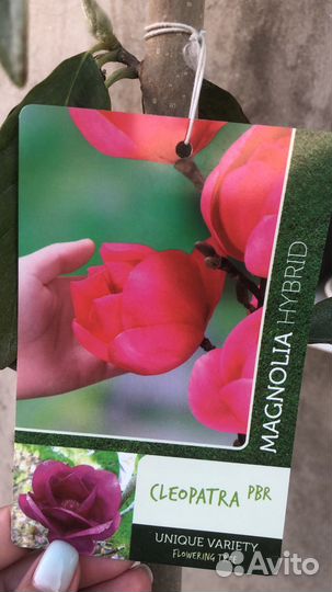 Магнолии Феликс Клеопатра и т.д