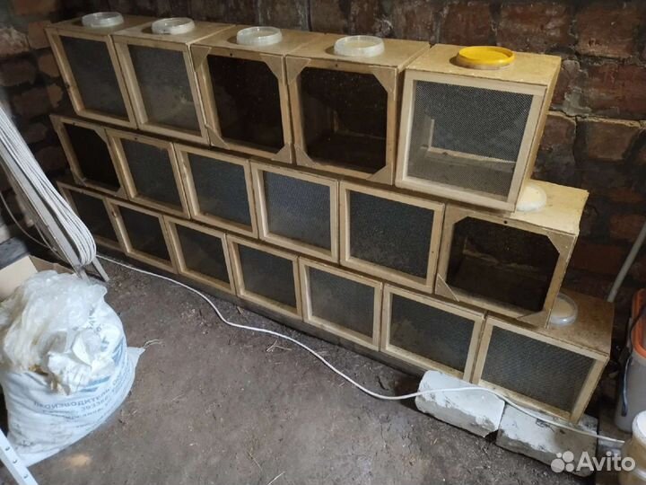 Пчелы бакфаст Тамбов ф1