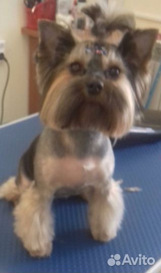 Стрижка собак и кошек