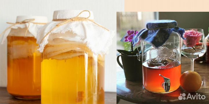 Чайный гриб комбуча на зеленом и черном чае