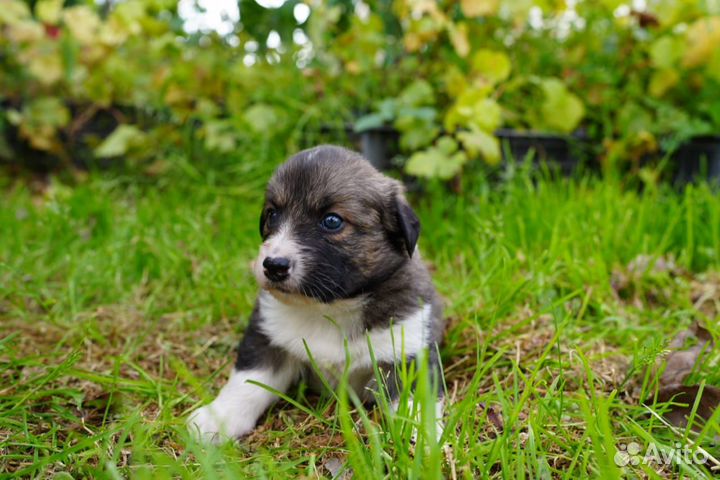 Собаки щенки бесплатно