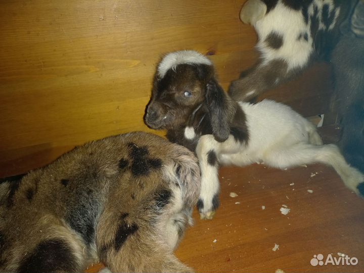 Козлята 75% нубийские