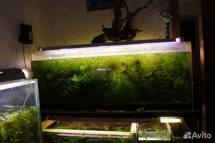 Неприхотливые растения и рыбки московские