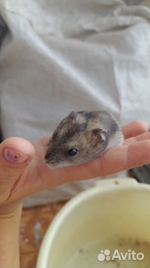 Джунгарский хомяк