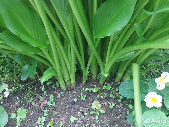 Хоста растение