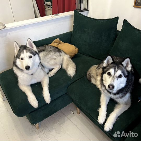 Передержка собак