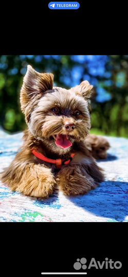 Вязка йоркширский терьер choko(шоколадный йорк)