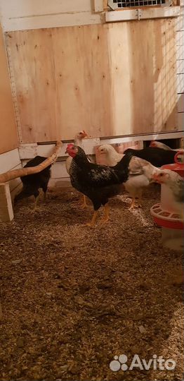 Юрловская голосистая