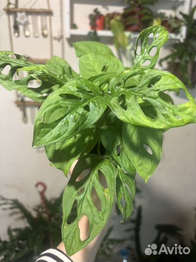 Монстера обликва