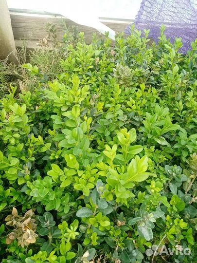 Саженцы самшита