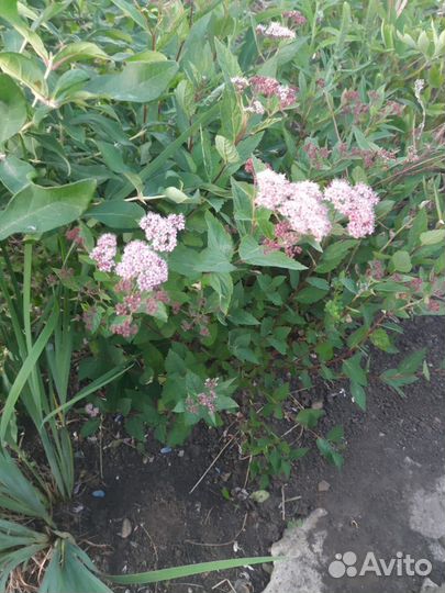 Укорененные черенки спирей, ириса