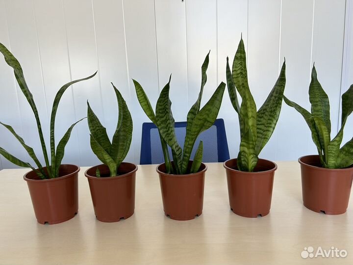 Сансивиерия