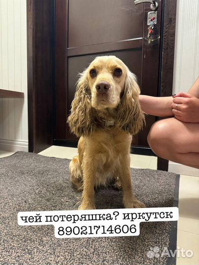 Кокер спаниель