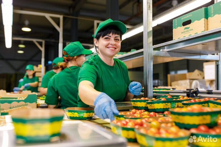 Разнорабочие сортировка помидор, ежедневная оплата