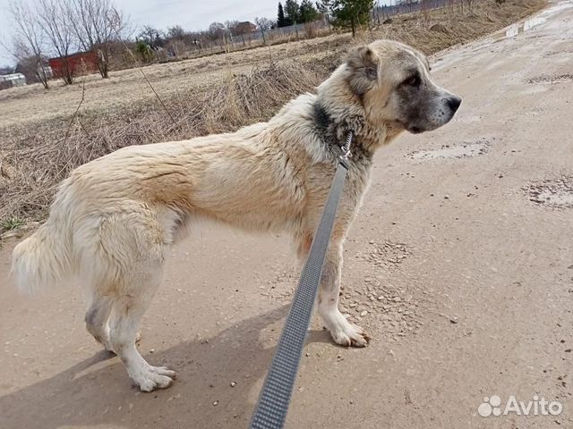 Отдам среднеазиатскую овчарку в дар