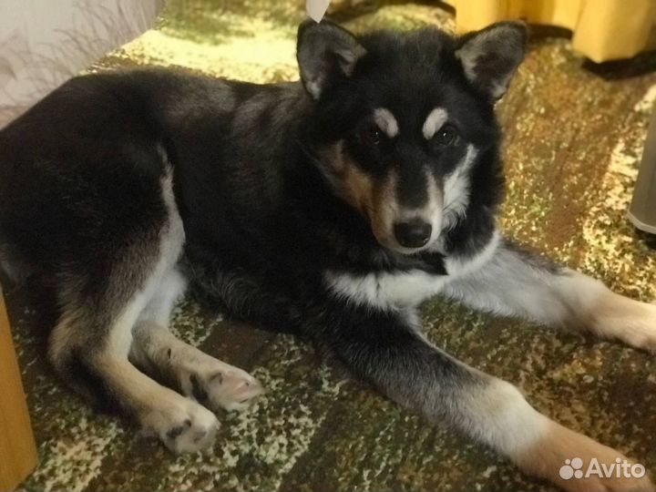 Отдам собаку в добрые руки