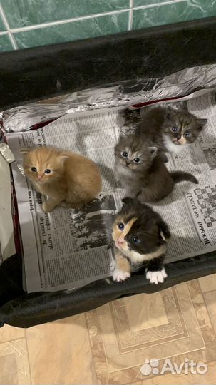 Вислоухие котята