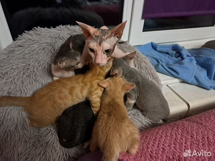 Донской сфинкс браш котята
