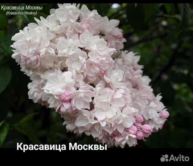 Сирень Красавица Москвы