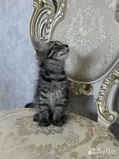 Котенок девочка