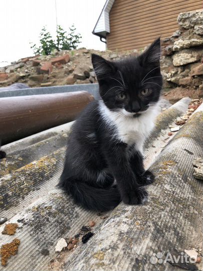 Котенок мальчик бесплатно