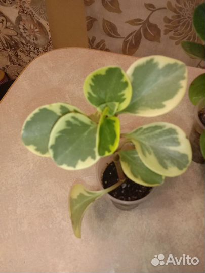 Пеперомия вариегатная