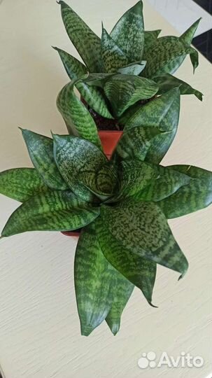 Сансевиерия