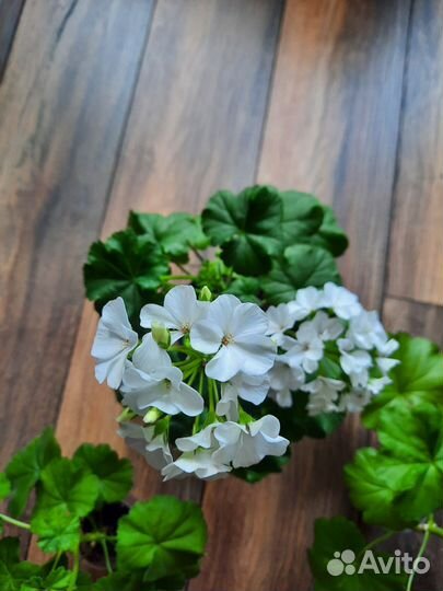 Пеларгония герань белая, пеларгония герань красная