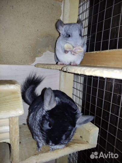 Шиншилла продажа