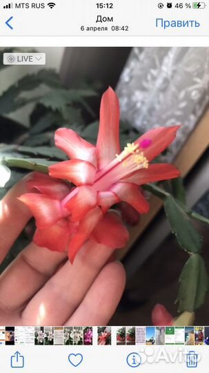 Декабрист разных цветов