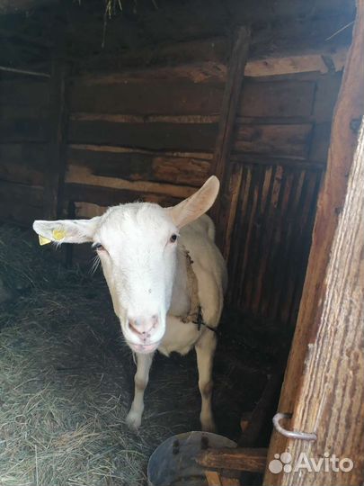 Коза и козел