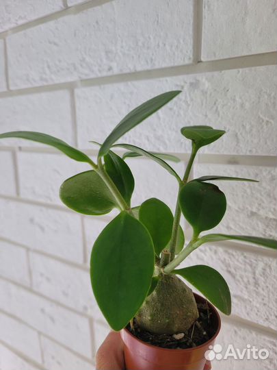 Гиднофитум Папуанум