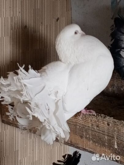 Голуби (павлины)