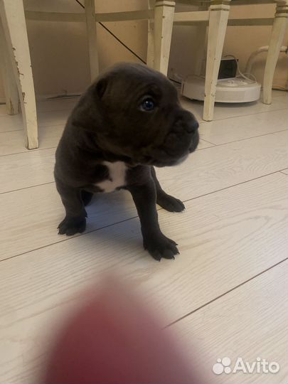 Щенки Кане Корсо