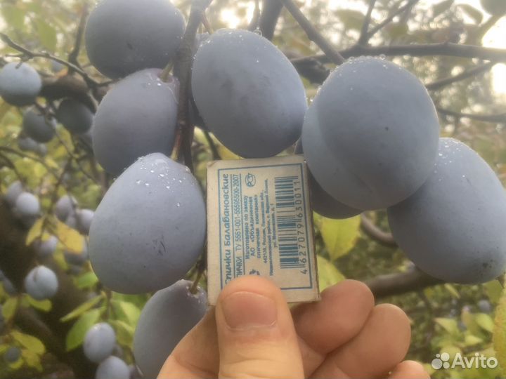 Слива Богатырская