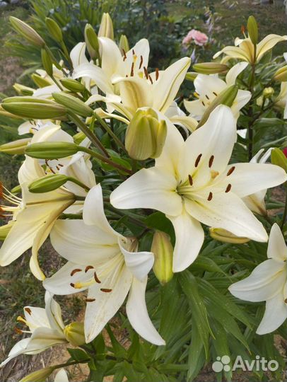 Лилии и другие цветы