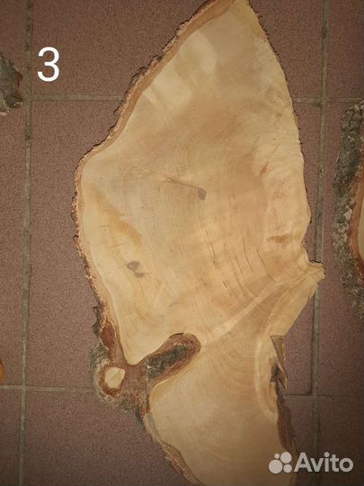 Сувель березовый