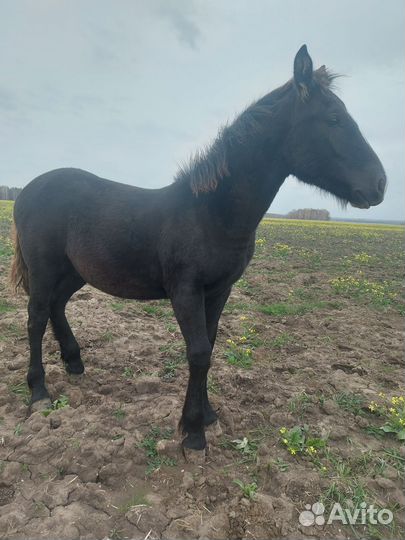 Лошади жеребята