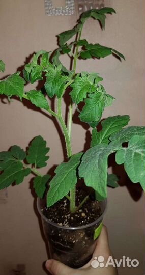 Рассада томатов и перцев