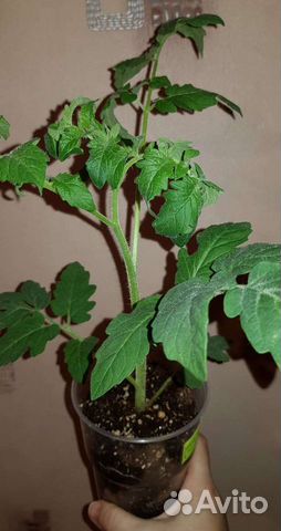 Рассада томатов и перцев