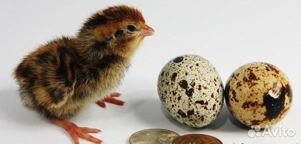 Продам перепелов